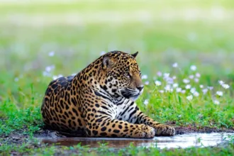 gerente-de-fazenda-registra-encontro-com-onca-pintada-em-lavoura-de-mato-grosso