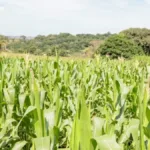 goias-lanca-edital-de-r$-1,6-milhao-para-startups-monitorarem-safra-de-graos-no-estado