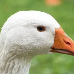 camara-aprova-projeto-que-proibe-foie-gras-no-brasil