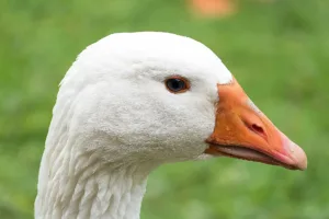 camara-aprova-projeto-que-proibe-foie-gras-no-brasil