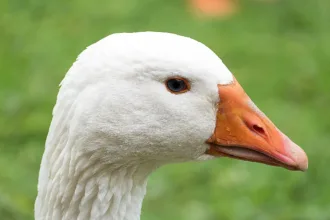 camara-aprova-projeto-que-proibe-foie-gras-no-brasil