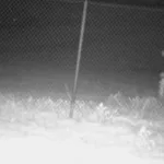 criatura-misteriosa-e-flagrada-em-cameras-de-zoologico-no-texas;-identidade-gera-especulacao