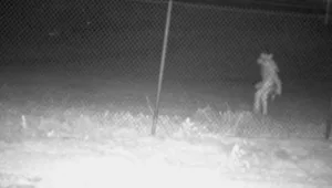 criatura-misteriosa-e-flagrada-em-cameras-de-zoologico-no-texas;-identidade-gera-especulacao