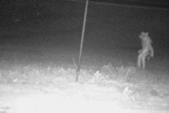 criatura-misteriosa-e-flagrada-em-cameras-de-zoologico-no-texas;-identidade-gera-especulacao