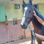 joqueis,-donos-ou-cavalaricos:-quem-os-cavalos-mais-amam?