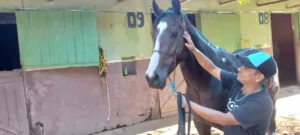 joqueis,-donos-ou-cavalaricos:-quem-os-cavalos-mais-amam?