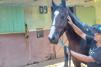 joqueis,-donos-ou-cavalaricos:-quem-os-cavalos-mais-amam?