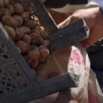 cacadores-de-trufas-na-siria-enfrentam-minas-terrestres-e-grupos-armados