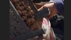 cacadores-de-trufas-na-siria-enfrentam-minas-terrestres-e-grupos-armados