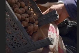 cacadores-de-trufas-na-siria-enfrentam-minas-terrestres-e-grupos-armados