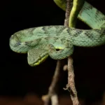 serpente-gigante-de-47-milhoes-de-anos-e-descoberta-em-mina-da-india