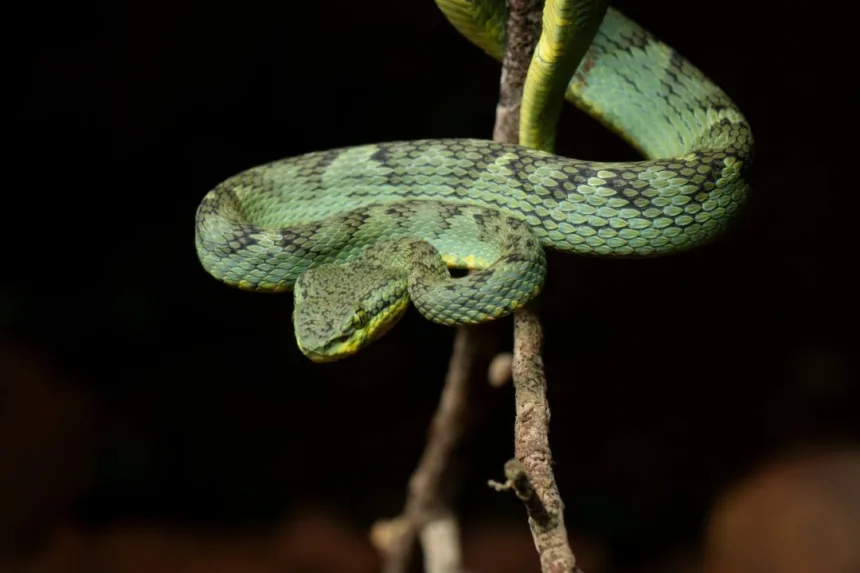 serpente-gigante-de-47-milhoes-de-anos-e-descoberta-em-mina-da-india