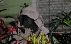 escultura-da-morte-no-jardim-assusta-pedestres-no-centro-de-sao-carlos