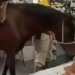 egua-se-despede-de-tutor-falecido-em-velorio-em-blumenau-e-emociona-familia