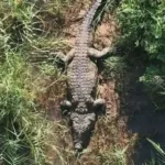 video:-policia-encontra-restos-humanos-em-crocodilo-na-africa-do-sul