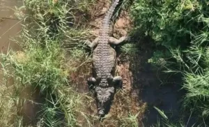 video:-policia-encontra-restos-humanos-em-crocodilo-na-africa-do-sul