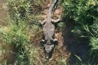 video:-policia-encontra-restos-humanos-em-crocodilo-na-africa-do-sul