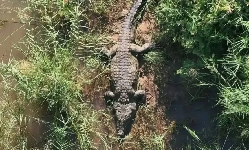 video:-policia-encontra-restos-humanos-em-crocodilo-na-africa-do-sul