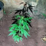 go:-jovem-agride-mae-apos-ser-impedido-de-plantar-maconha-em-casa