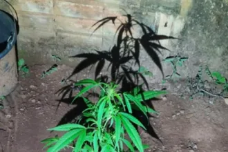 go:-jovem-agride-mae-apos-ser-impedido-de-plantar-maconha-em-casa