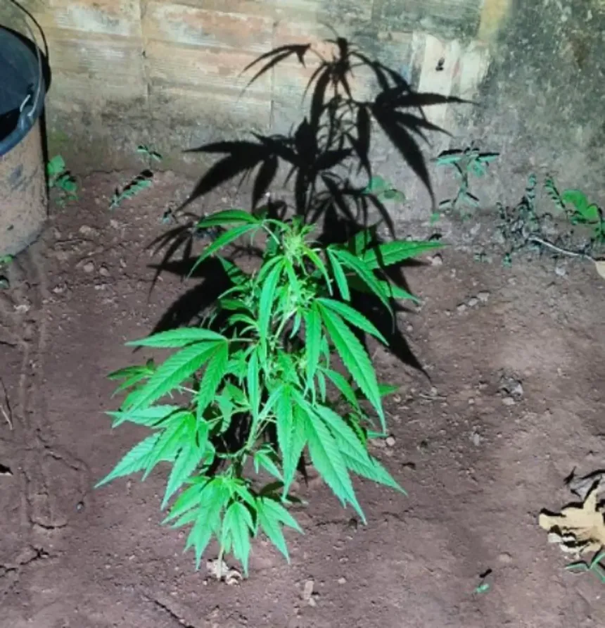 go:-jovem-agride-mae-apos-ser-impedido-de-plantar-maconha-em-casa