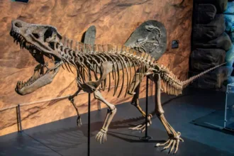 descoberta-de-fossil-de-16-centimetros-revela-nova-especie-de-reptil-pre-historico