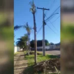 administracao-de-condominio-em-goiania-questiona-poda-de-arvores-feita-pela-equatorial