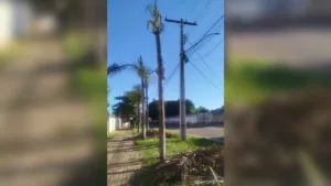 administracao-de-condominio-em-goiania-questiona-poda-de-arvores-feita-pela-equatorial