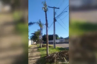 administracao-de-condominio-em-goiania-questiona-poda-de-arvores-feita-pela-equatorial