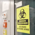 cruzeiro-com-hantavirus:-suica-confirma-cepa-rara-ligada-ao-surto-–-cnn-brasil