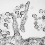 hantavirus-em-alta-na-argentina-pode-indicar-origem-do-surto-em-navio;-entenda-–-g1