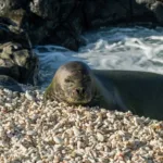 homem-de-seattle-e-preso-no-havai-por-atirar-pedra-em-foca-monge-ameacada