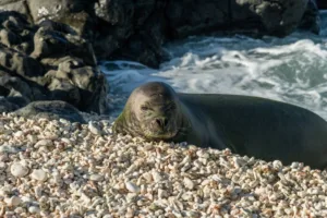 homem-de-seattle-e-preso-no-havai-por-atirar-pedra-em-foca-monge-ameacada