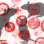 brasil-registra-8-casos-de-hantavirus-em-2026.-saiba-onde