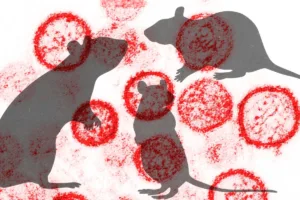brasil-registra-8-casos-de-hantavirus-em-2026.-saiba-onde