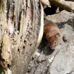 surtos-de-hantavirus-em-navio-de-cruzeiro-atingem-passageiros-dos-estados-unidos-e-franca