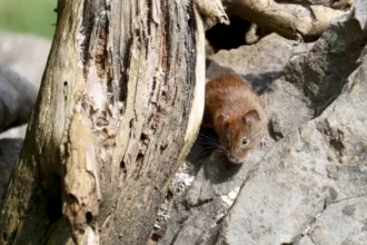 surtos-de-hantavirus-em-navio-de-cruzeiro-atingem-passageiros-dos-estados-unidos-e-franca
