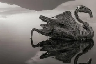 lago-natron-transforma-animais-em-mumias-naturais-por-ciclos-extremos-de-evaporacao