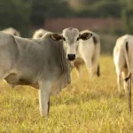 brasil-pode-perder-quase-us$-2-bi-em-vendas-de-carne-para-europa
