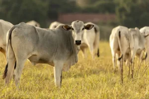 brasil-pode-perder-quase-us$-2-bi-em-vendas-de-carne-para-europa
