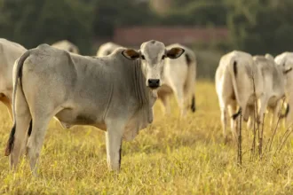 brasil-pode-perder-quase-us$-2-bi-em-vendas-de-carne-para-europa