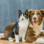 falar-com-‘voz-de-bebe’-e-mais-eficaz-para-lidar-com-gatos-e-caes,-confirmam-especialistas
