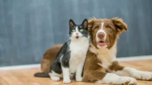 falar-com-‘voz-de-bebe’-e-mais-eficaz-para-lidar-com-gatos-e-caes,-confirmam-especialistas