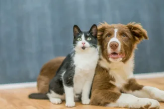 falar-com-‘voz-de-bebe’-e-mais-eficaz-para-lidar-com-gatos-e-caes,-confirmam-especialistas