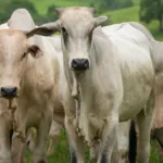 agro-age-para-evitar-embargo-europeu-a-carne-brasileira;-goias-exportou-u$189-mi-em-2025