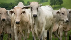 agro-age-para-evitar-embargo-europeu-a-carne-brasileira;-goias-exportou-u$189-mi-em-2025