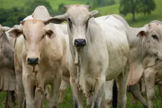 agro-age-para-evitar-embargo-europeu-a-carne-brasileira;-goias-exportou-u$189-mi-em-2025
