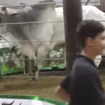boi-“fujao”-tenta-pular-cerca-de-leilao-e-assusta-fazendeiros-em-goias.-veja-video