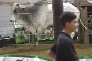 boi-“fujao”-tenta-pular-cerca-de-leilao-e-assusta-fazendeiros-em-goias.-veja-video
