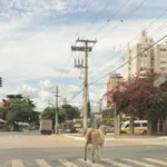 fugiu-da-pecuaria?-vaca-passeia-livre-em-avenida-movimentada-de-goiania